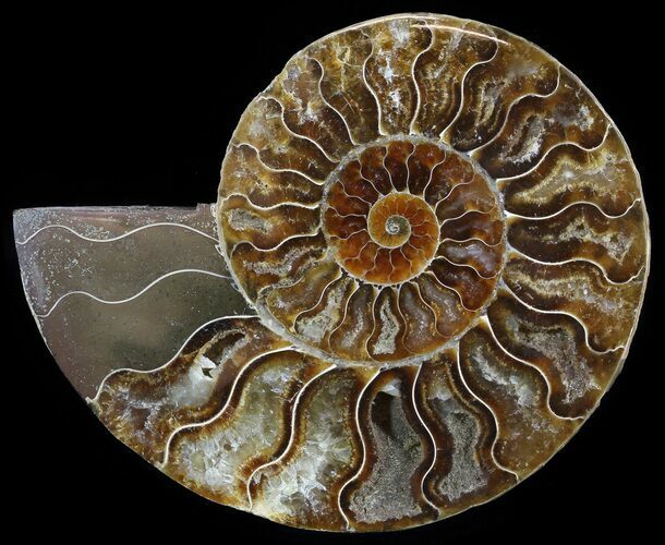 Polished Ammonite Fossil (Half) - Agatized #51781